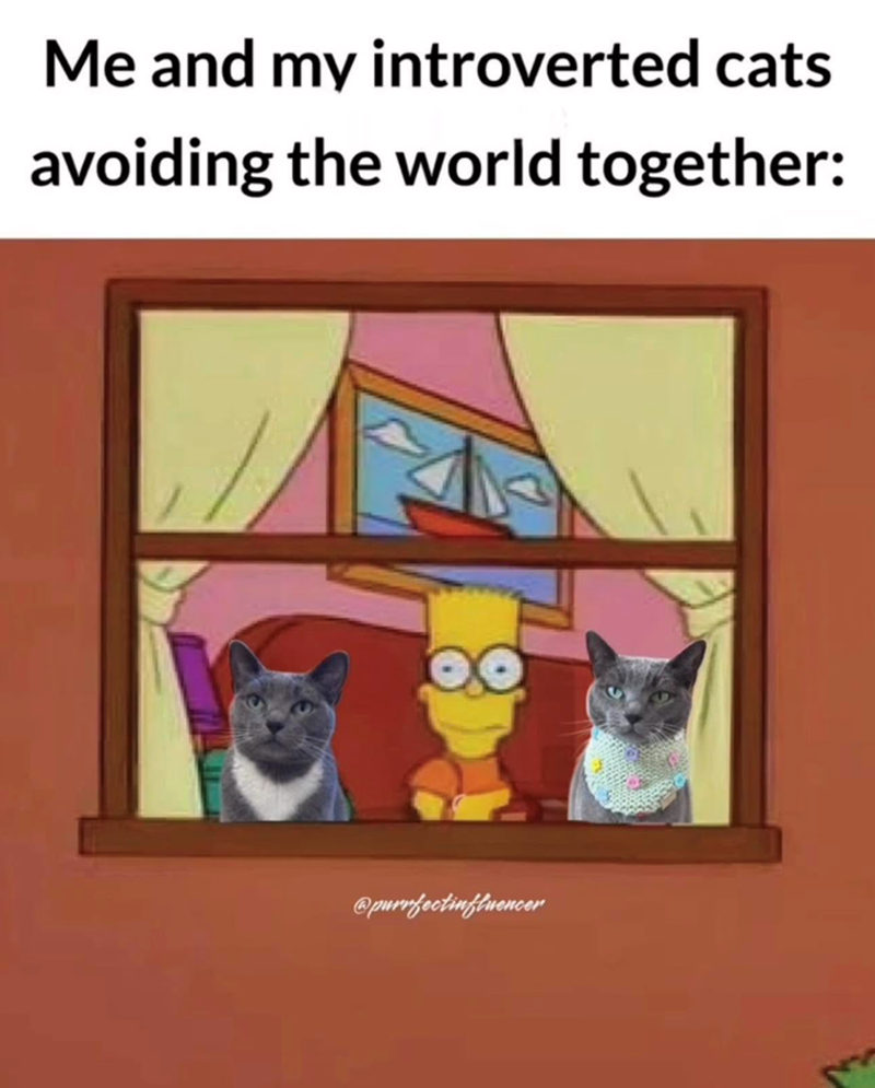 Me and my introverted cats avoiding the world together: @purrfectinfluencer