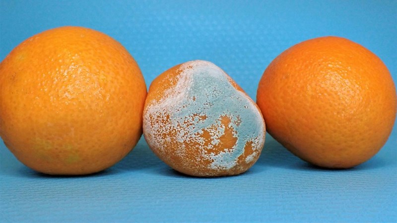 A moldy orange between two fresh oranges