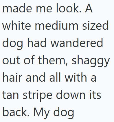 made me look. A white medium sized dog had wandered out of them, shaggy hair and all with a tan stripe down its back. My dog