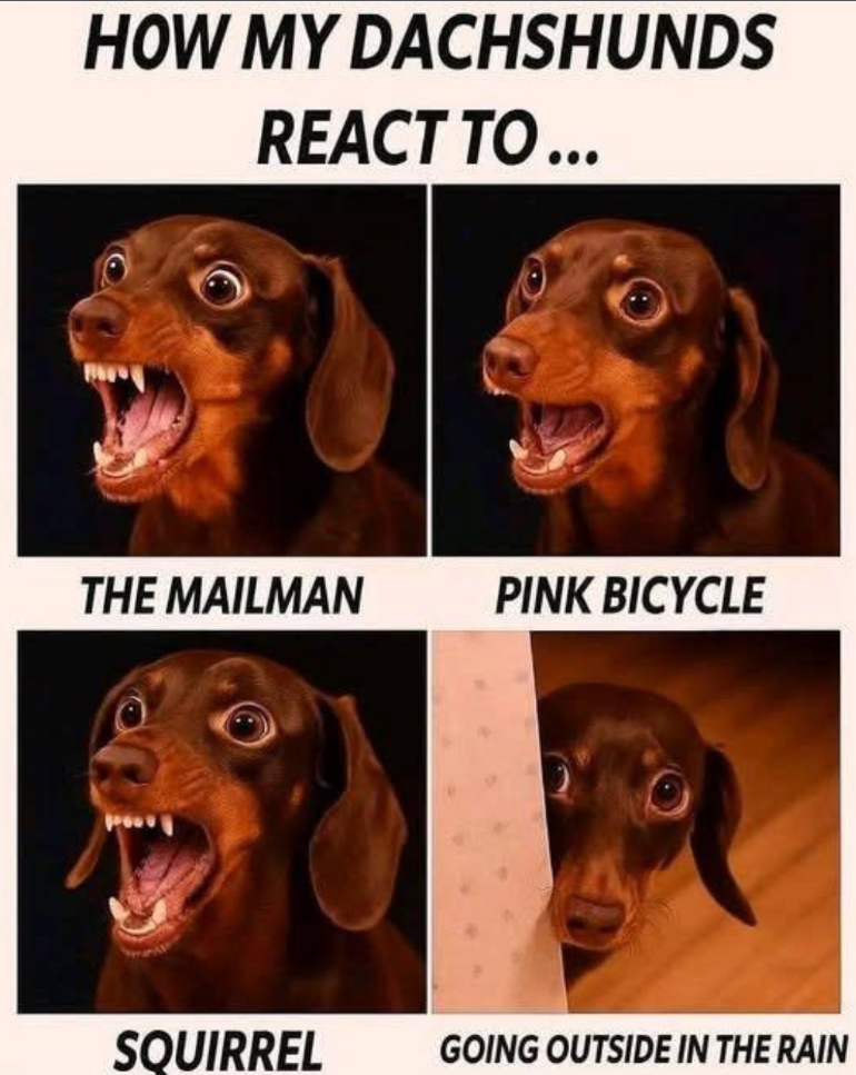 HOW MY DACHSHUNDS REACT TO... THE MAILMAN PINK BICYCLE SQUIRREL GOING OUTSIDE IN THE RAIN