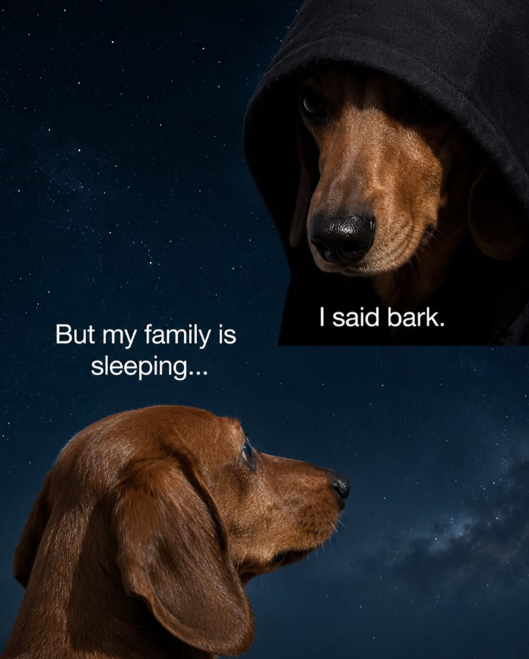 But my family is sleeping... I said bark.