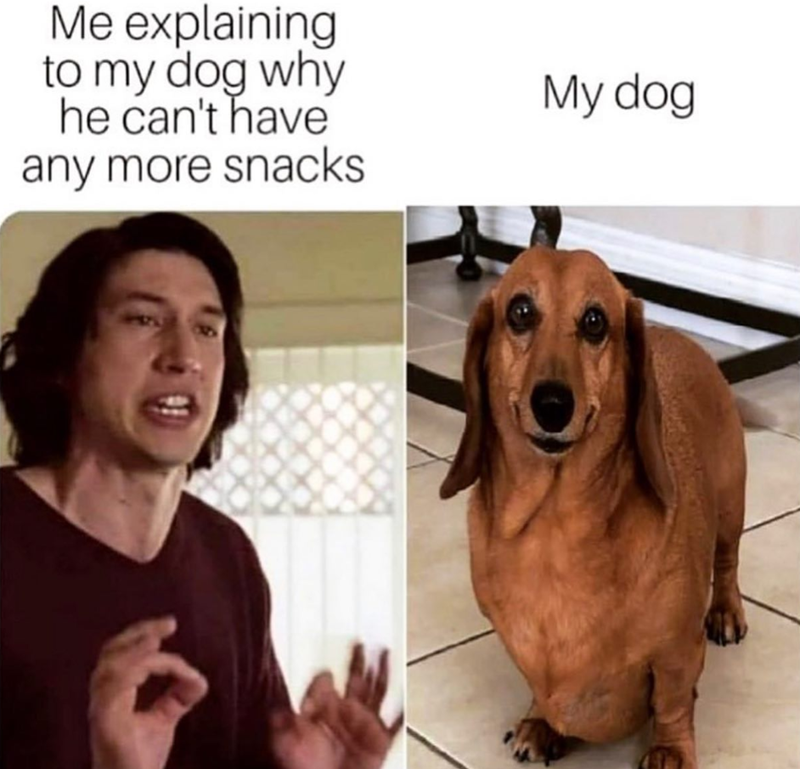 Me explaining to my dog why he can't have any more snacks My dog