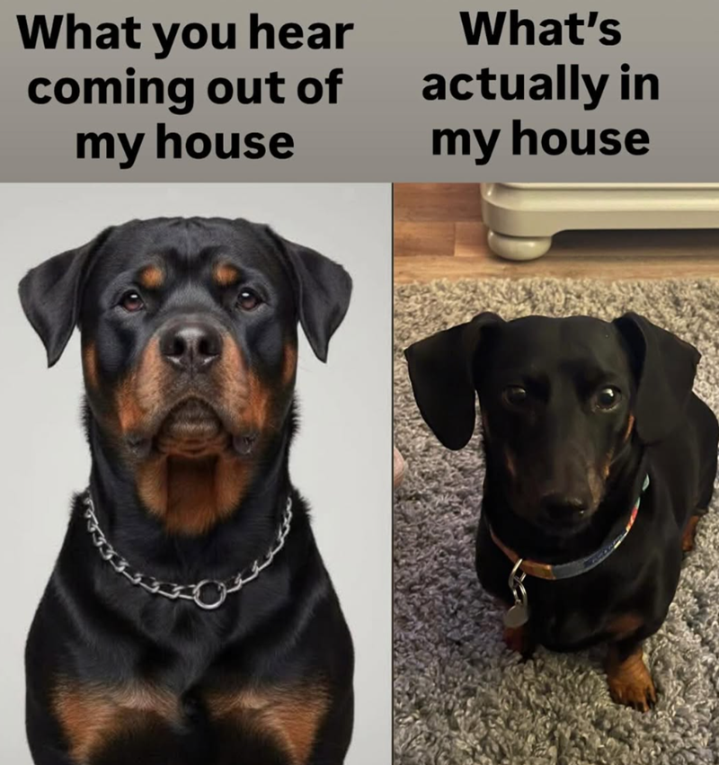 What you hear coming out of my house What's actually in my house