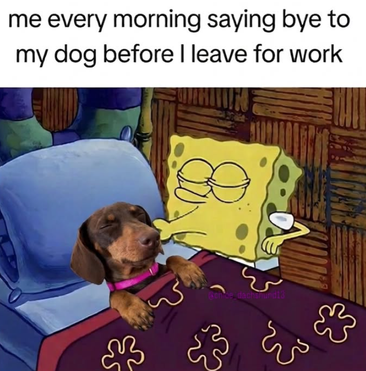 me every morning saying bye to my dog before I leave for work B Conice dachshund13 दह