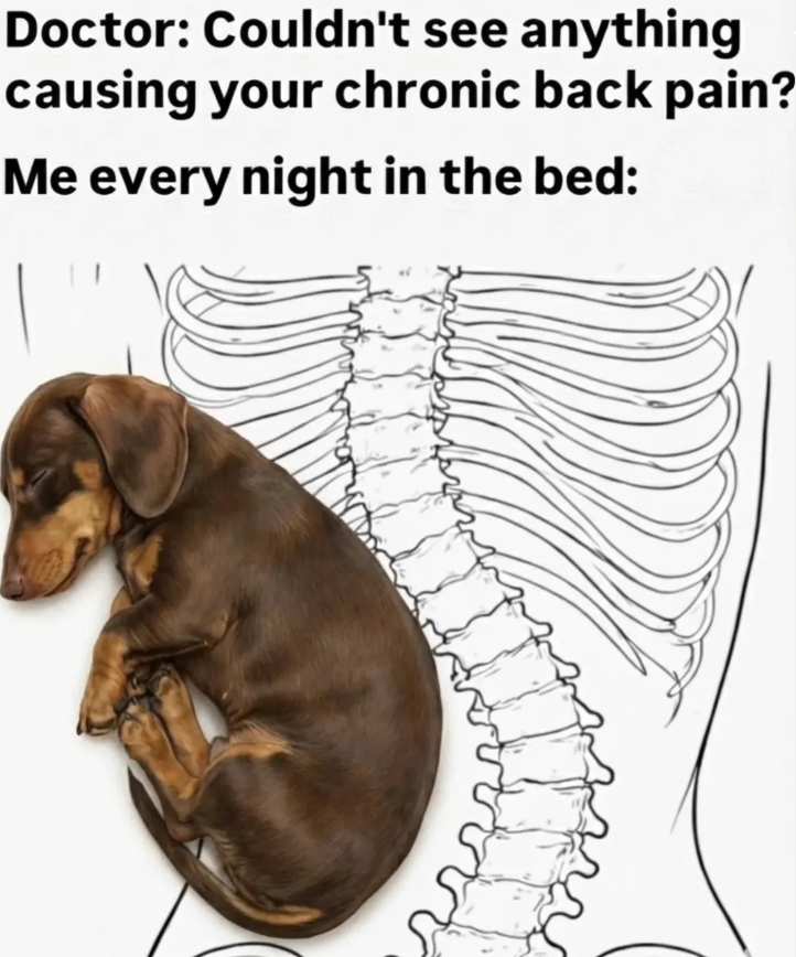 Doctor: Couldn't see anything causing your chronic back pain? Me every night in the bed: