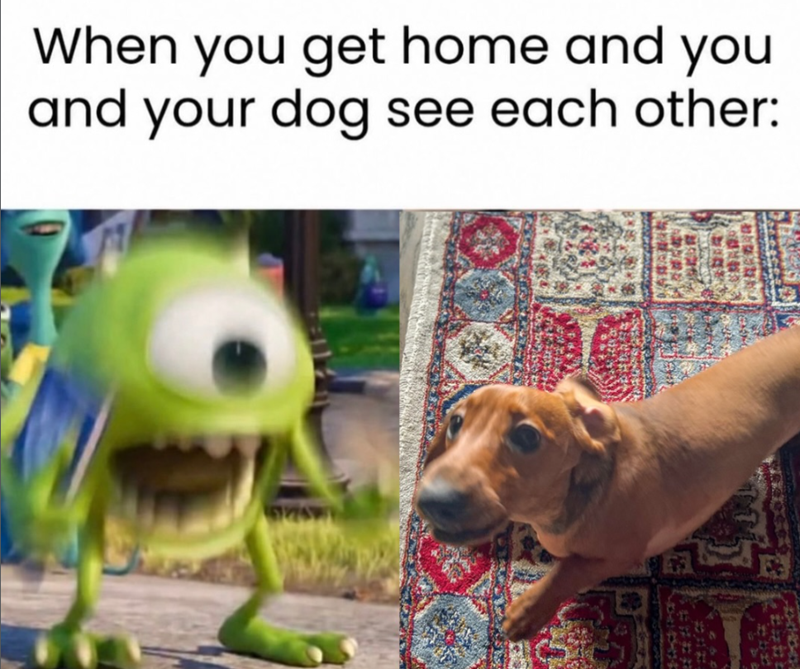 When you get home and you and your dog see each other: