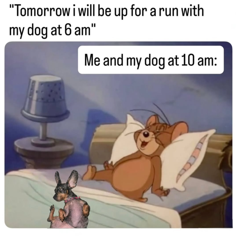 "Tomorrow i will be up for a run with my dog at 6 am" Me and my dog at 10 am: