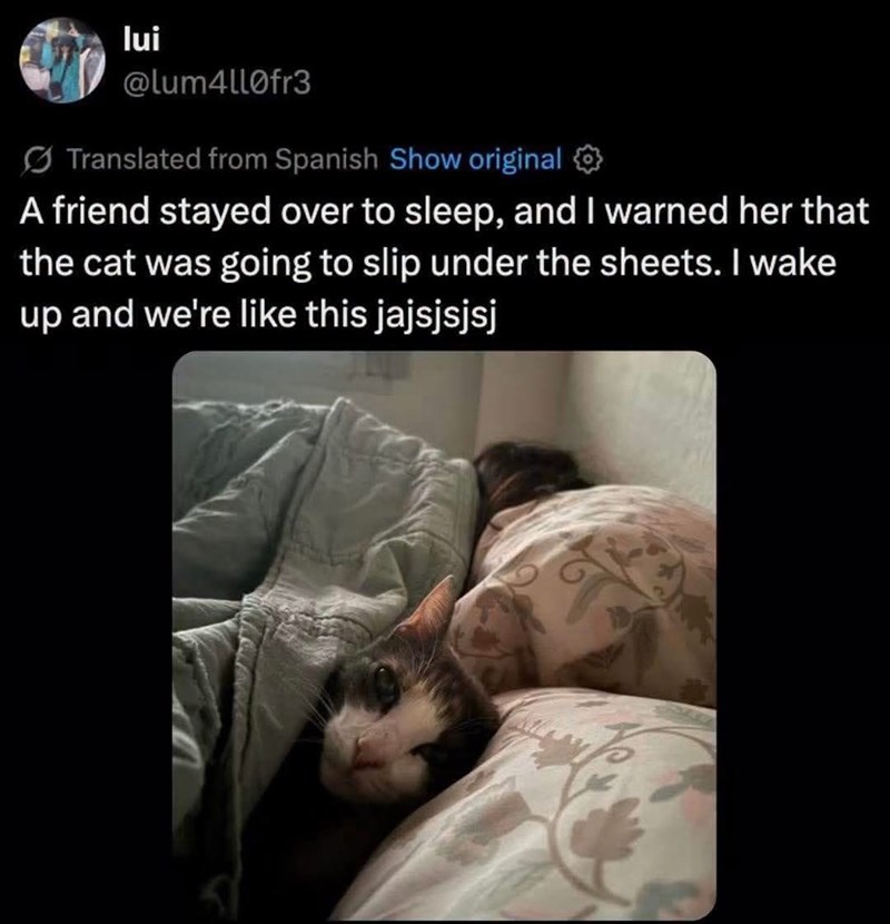 lui @lum4llofr3 Translated from Spanish Show original A friend stayed over to sleep, and I warned her that the cat was going to slip under the sheets. I wake up and we're like this jajsjsjsj