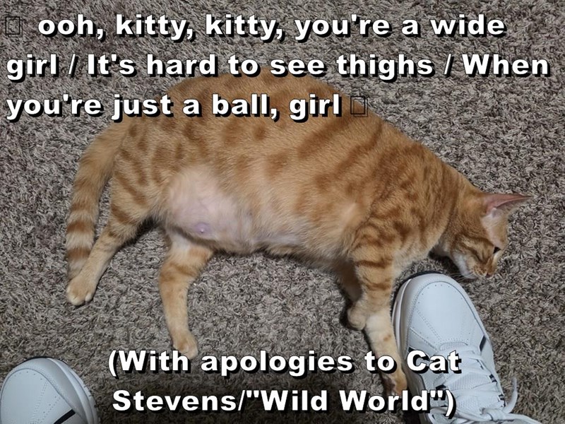 Cheezburger Image 10641604608