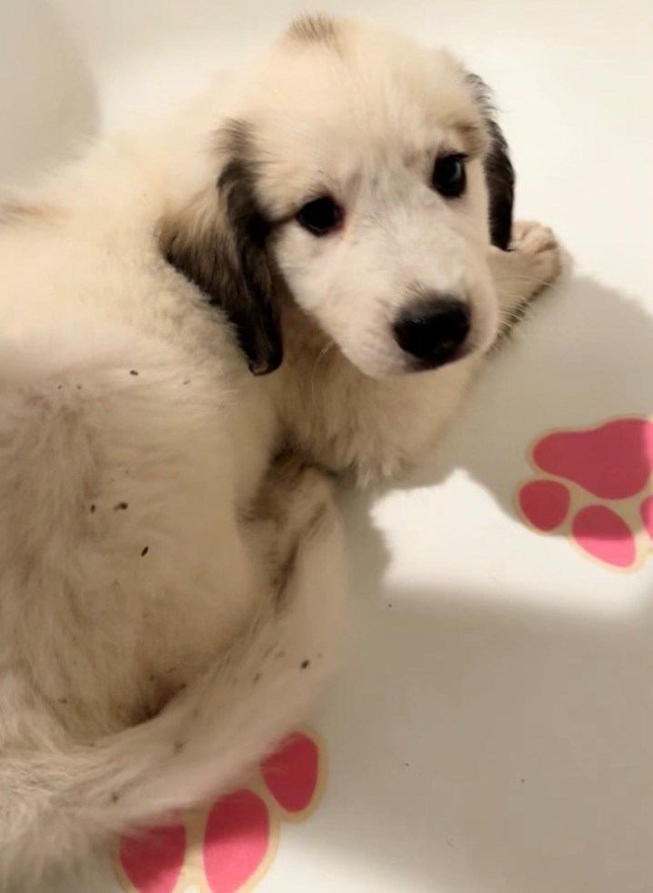 Rescue Puppy Adorably Almost Falls Asleep In Bath
