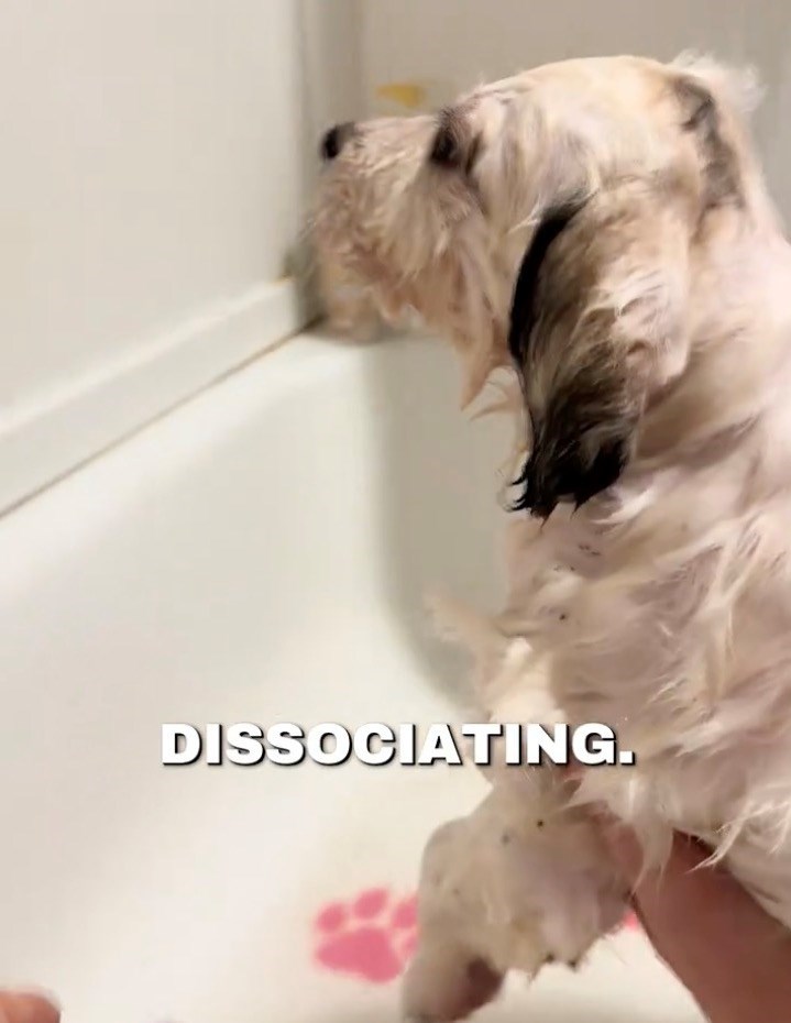 Rescue Puppy Adorably Almost Falls Asleep In Bath