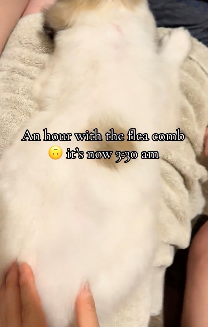 An hour with the flea comb it's now 3:30 am