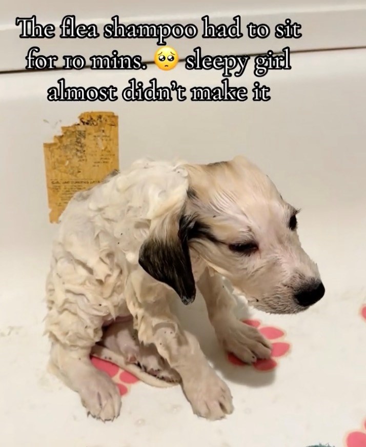 The flea shampoo had to sit for 10 mins. sleepy girl almost didn't make it