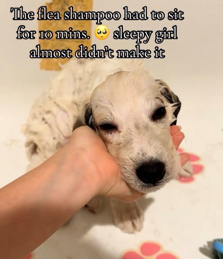 The flea shampoo had to sit for 10 mins. sleepy girl almost didn't make it