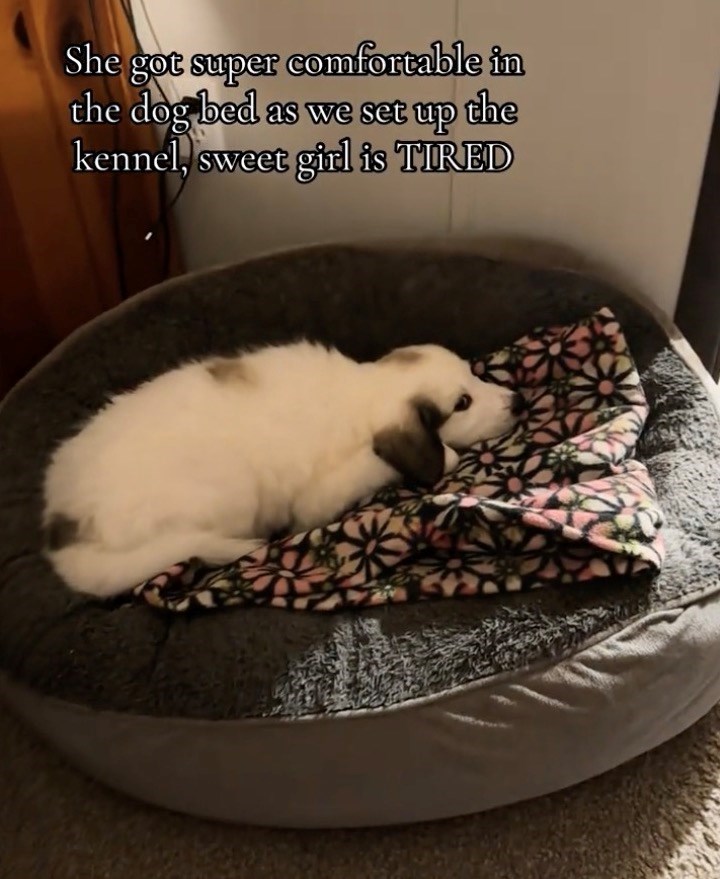 She got super comfortable in the dog bed as we set up the kennel, sweet girl is TIRED