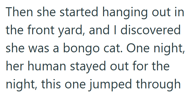 Then she started hanging out in the front yard, and I discovered she was a bongo cat. One night, her human stayed out for the night, this one jumped through