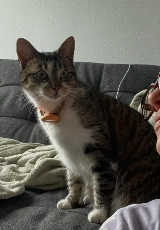 Cheezburger Image 10641706752