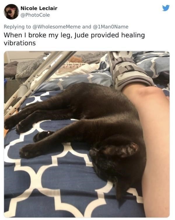 Nicole Leclair @PhotoCole Replying to @WholesomeMeme and @1Man0Name When I broke my leg, Jude provided healing vibrations