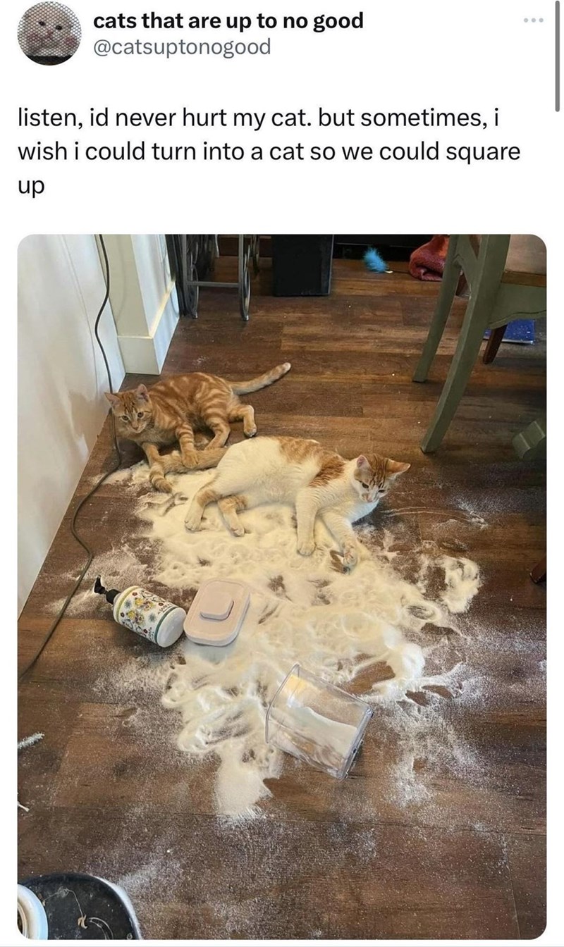 cats that are up to no good @catsuptonogood listen, id never hurt my cat. but sometimes, i wish i could turn into a cat so we could square up