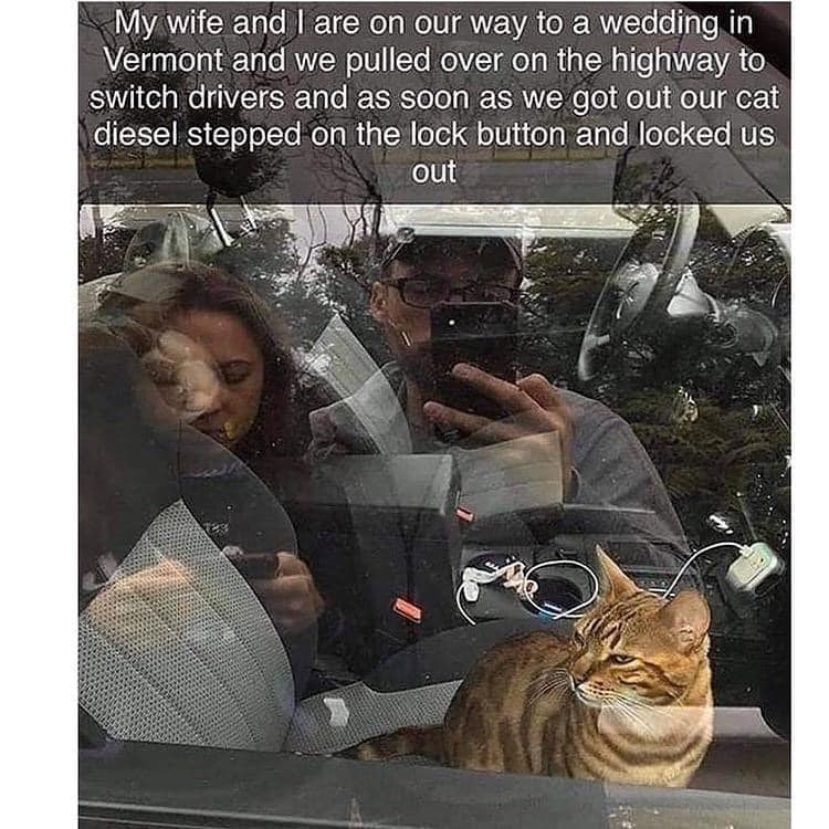 My wife and I are on our way to a wedding in Vermont and we pulled over on the highway to switch drivers and as soon as we got out our cat diesel stepped on the lock button and locked us out