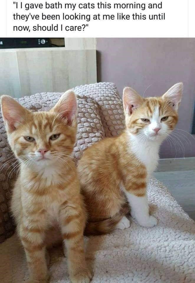 "I I gave bath my cats this morning and they've been looking at me like this until now, should I care?"