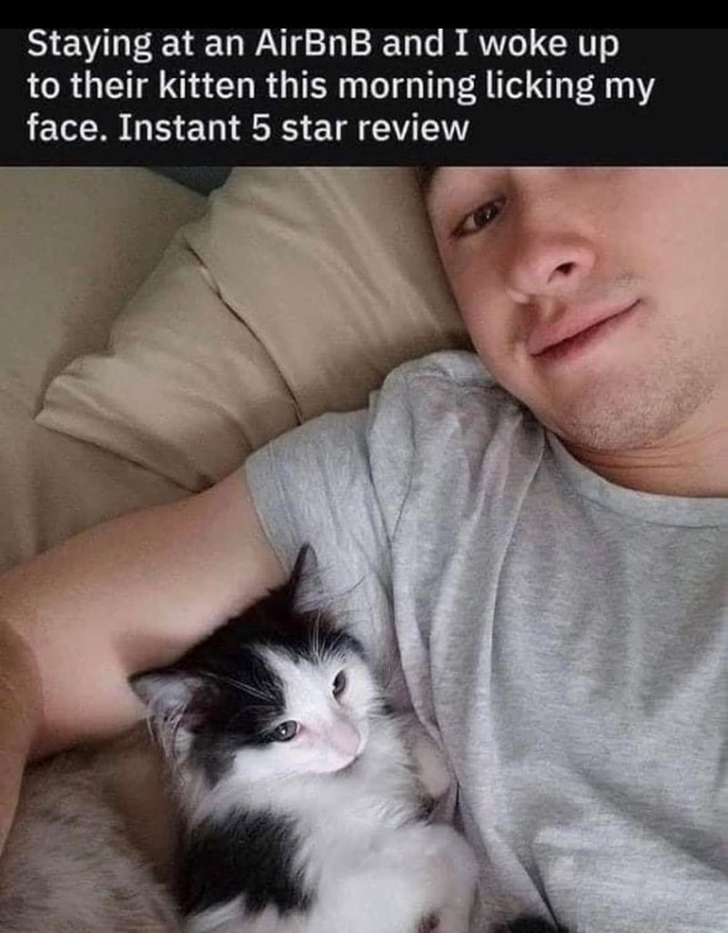 Staying at an AirBnB and I woke up to their kitten this morning licking my face. Instant 5 star review
