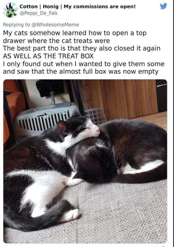 Cotton | Honig | My commissions are open! @Peppi_De_Fab Replying to @WholesomeMeme My cats somehow learned how to open a top drawer where the cat treats were The best part tho is that they also closed it again AS WELL AS THE TREAT BOX I only found out when I wanted to give them some and saw that the almost full box was now empty