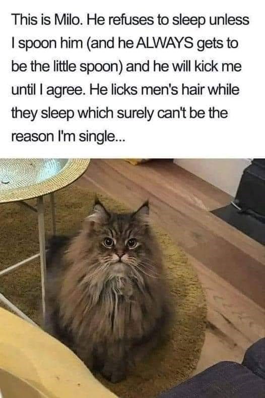This is Milo. He refuses to sleep unless I spoon him (and he ALWAYS gets to be the little spoon) and he will kick me until I agree. He licks men's hair while they sleep which surely can't be the reason I'm single...
