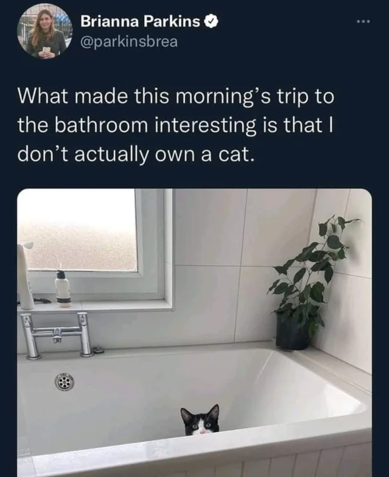 Brianna Parkins @parkinsbrea What made this morning's trip to the bathroom interesting is that I don't actually own a cat.