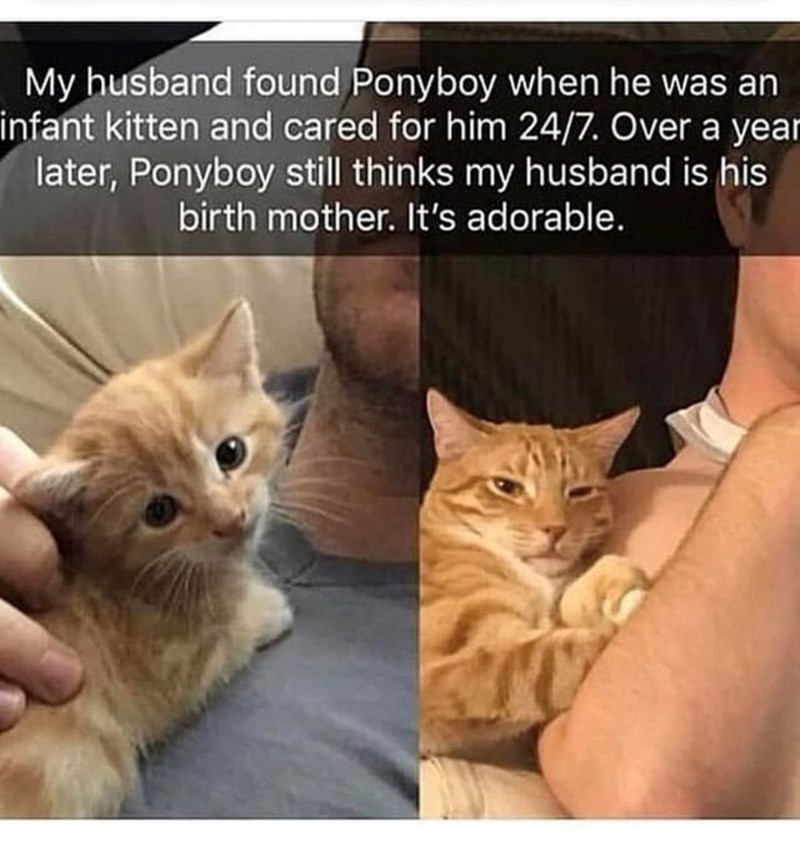 My husband found Ponyboy when he was an infant kitten and cared for him 24/7. Over a year later, Ponyboy still thinks my husband is his birth mother. It's adorable.