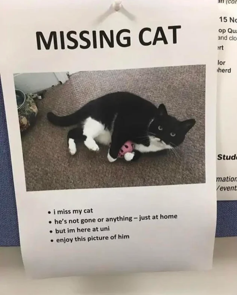 MISSING CAT (co 15 No op Qua and clo ert lor herd i miss my cat ⚫he's not gone or anything - just at home • but im here at uni • enjoy this picture of him Stud mation /event