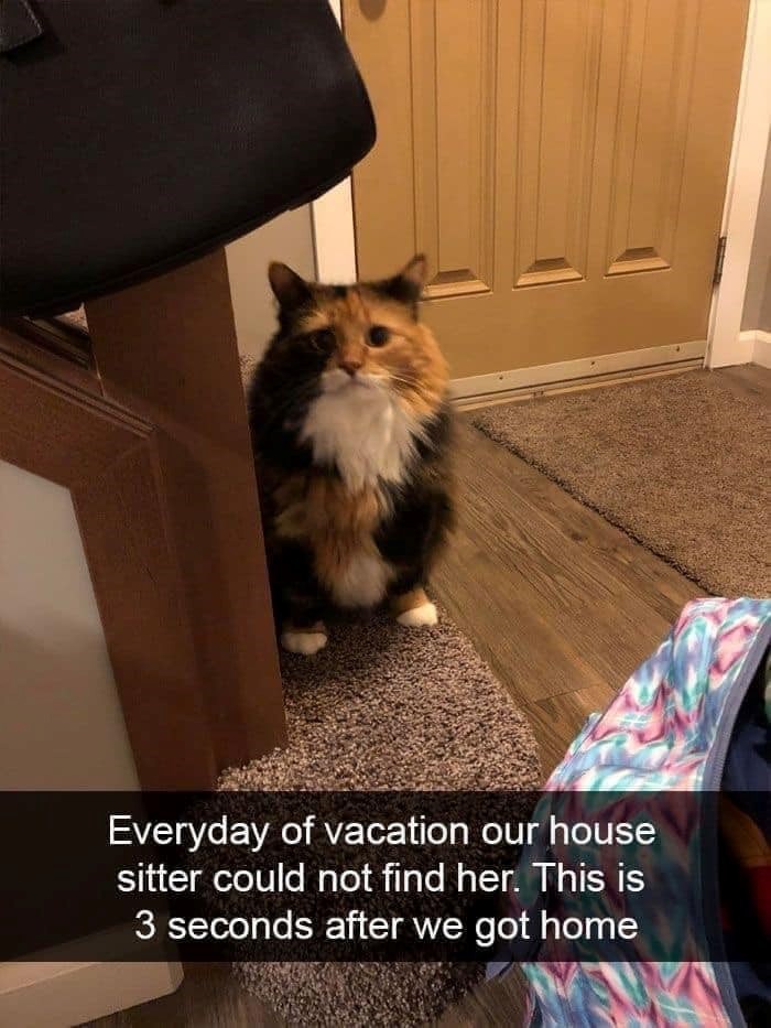 Everyday of vacation our house sitter could not find her. This is 3 seconds after we got home