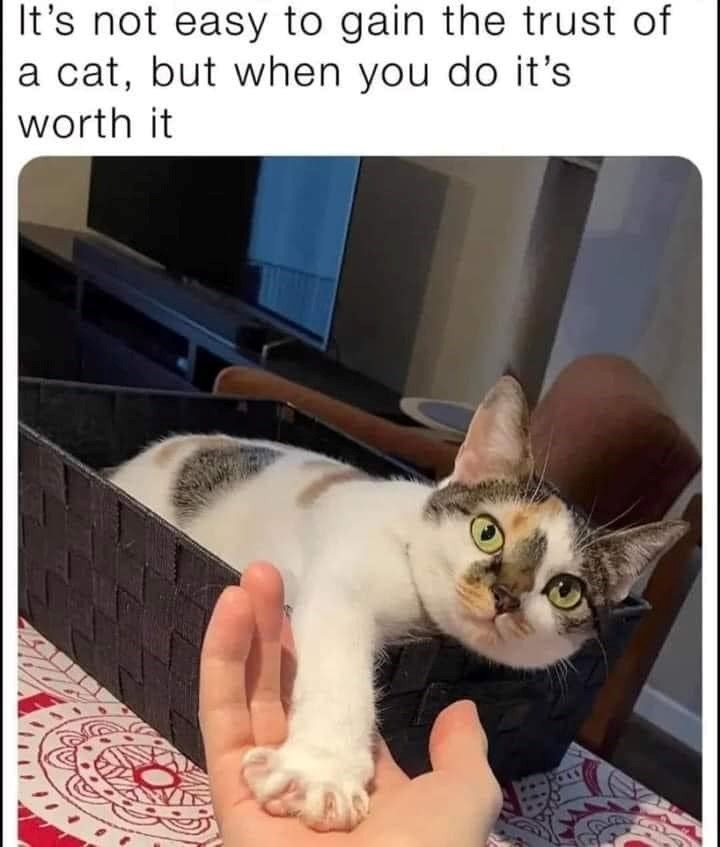 It's not easy to gain the trust of a cat, but when you do it's worth it