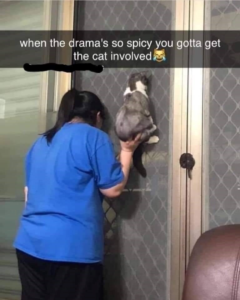 when the drama's so spicy you gotta get the cat involved