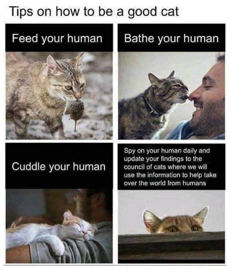 Tips on how to be a good cat Feed your human Bathe your human Cuddle your human Spy on your human daily and update your findings to the council of cats where we will use the information to help take over the world from humans
