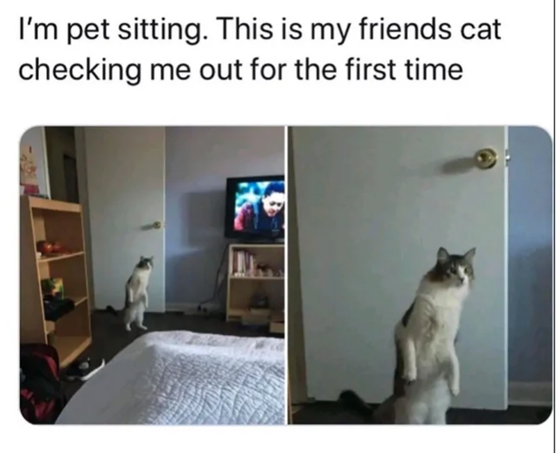 I'm pet sitting. This is my friends cat checking me out for the first time