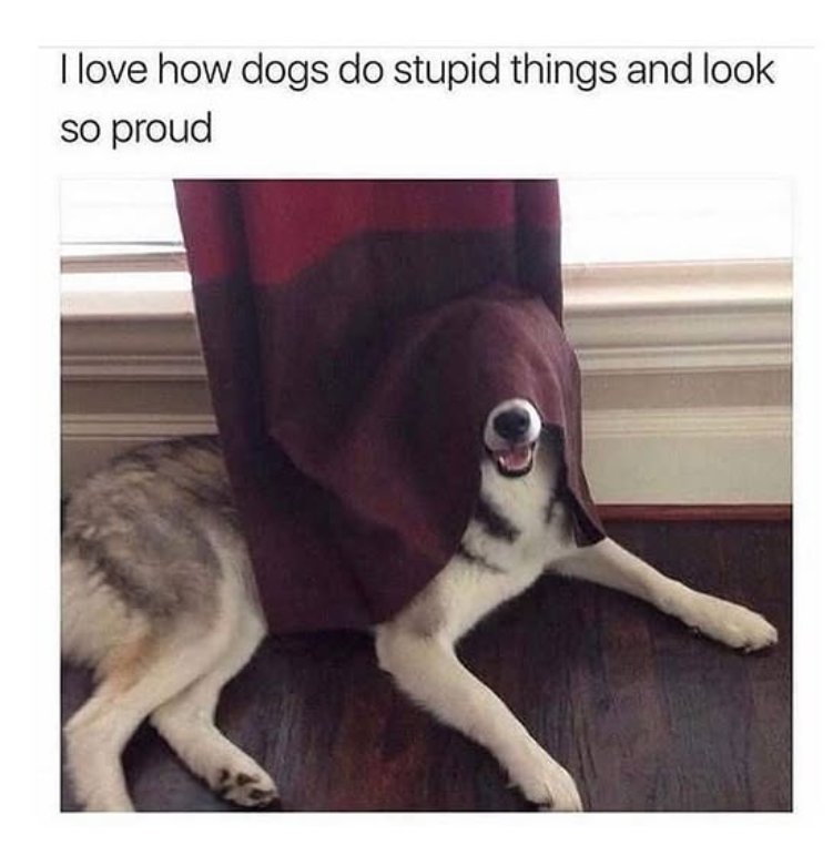 I love how dogs do stupid things and look so proud