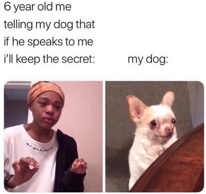 6 year old me telling my dog that if he speaks to me i'll keep the secret: my dog: