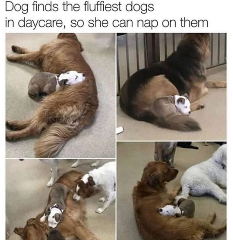 Dog finds the fluffiest dogs. in daycare, so she can nap on them