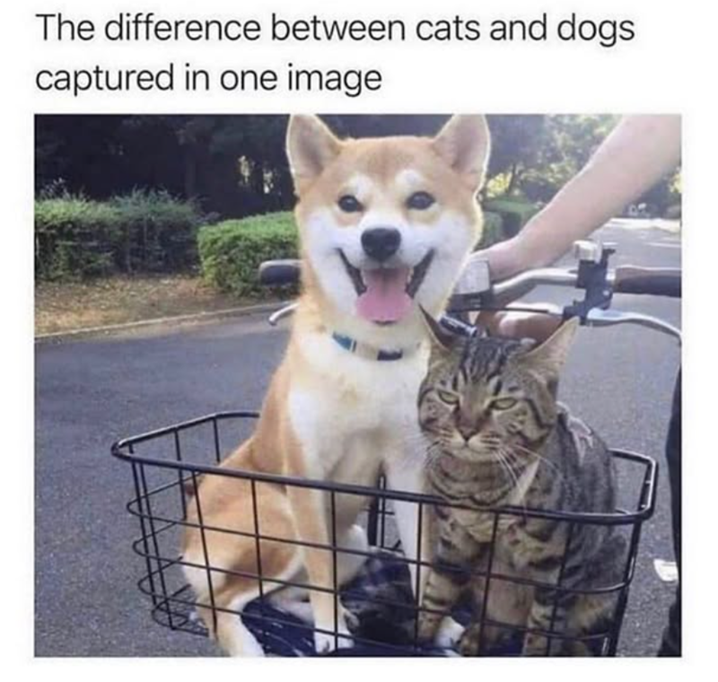 The difference between cats and dogs captured in one image
