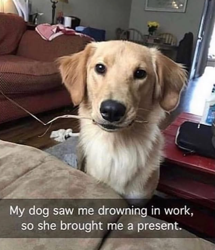 SA My dog saw me drowning in work, so she brought me a present.
