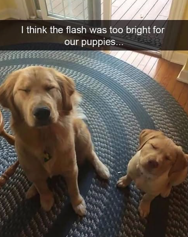 I think the flash was too bright for our puppies...