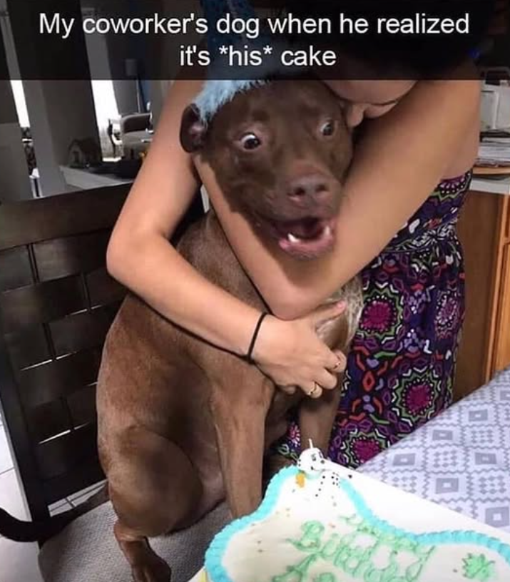 My coworker's dog when he realized it's *his* cake Bith