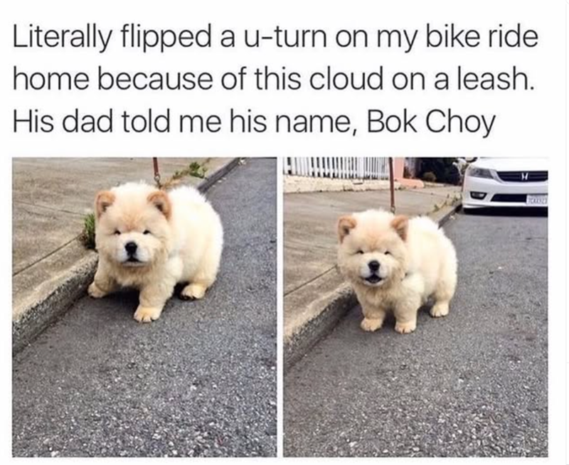 Literally flipped a u-turn on my bike ride home because of this cloud on a leash. His dad told me his name, Bok Choy