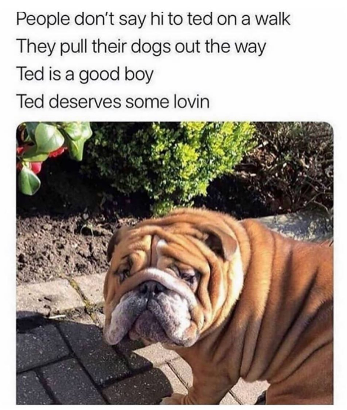 People don't say hi to ted on a walk They pull their dogs out the way Ted is a good boy Ted deserves some lovin