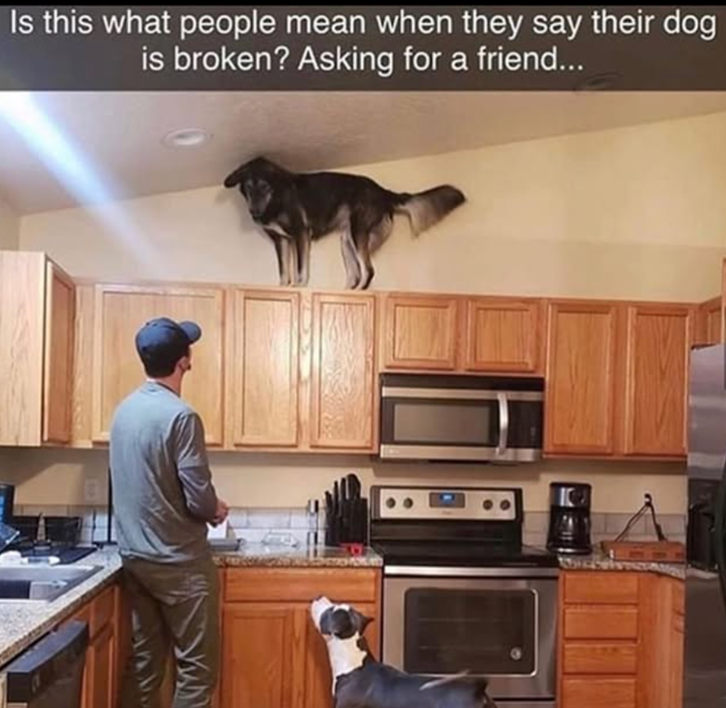 Is this what people mean when they say their dog is broken? Asking for a friend...