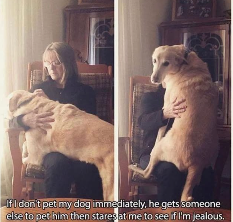 If I don't pet my dog immediately, he gets someone else to pet him then stares at me to see if I'm jealous.