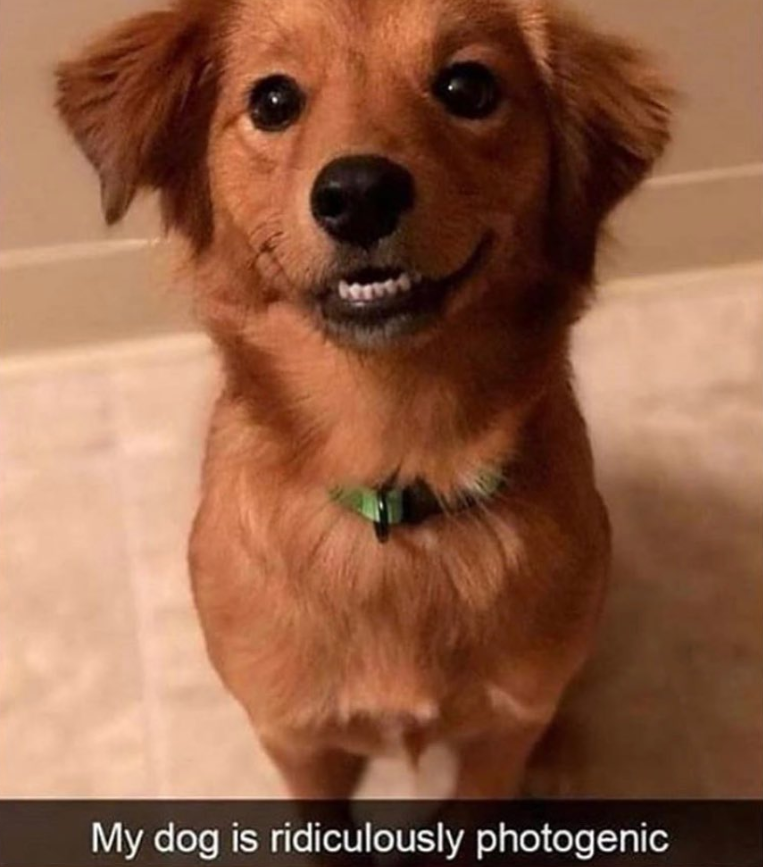 My dog is ridiculously photogenic