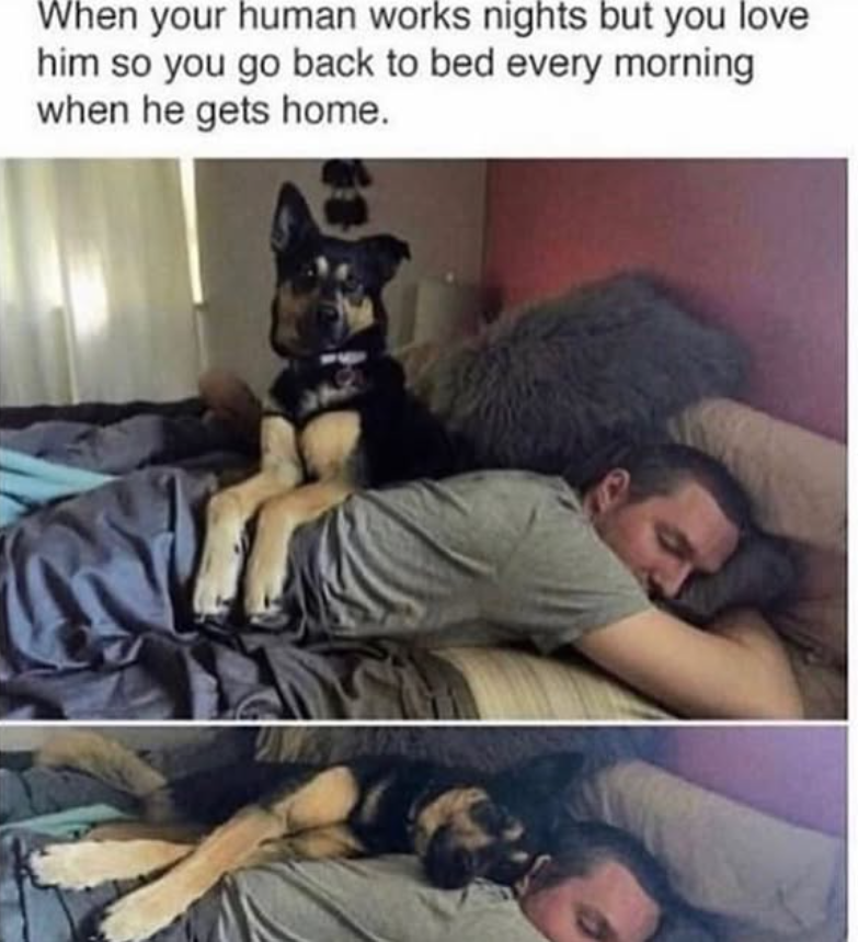 When your human works nights but you love him so you go back to bed every morning when he gets home.