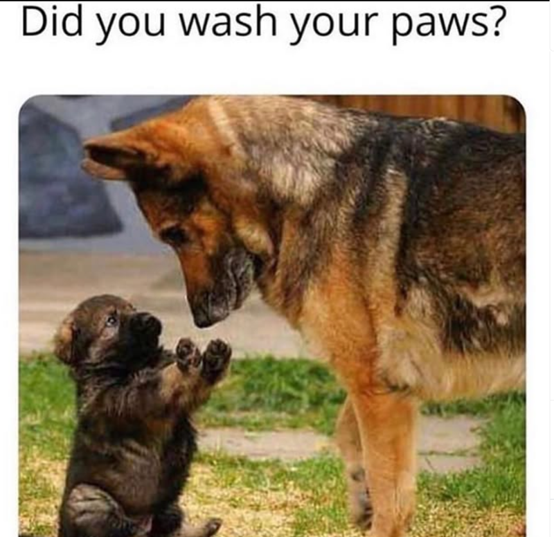 Did you wash your paws?